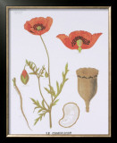 The Poppy Teaching Chart Poster by DEYROLLE 