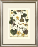Arts and Crafts Gourd Prints by M.P. Verneuil