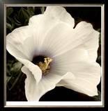 Hibiscus View Limited Edition Framed Print by Peterson 
