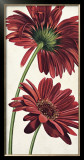 Armonie in Rosso Print by Eva Barberini