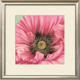 Pink Poppy Bloom Prints by Lynne Misiewicz