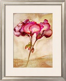 Zonal Pelargonie Prints by Heide Konig
