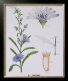 Chicoree Teaching Chart Art by DEYROLLE 