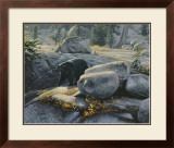 Boulder Bruin Prints by Stephen Lyman