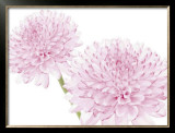 Dalhia in Bloom Prints by George Fossey