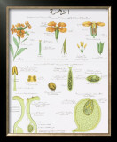 La Giroflee Teaching Chart Prints by DEYROLLE 