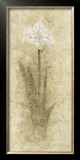 Amaryllis Prints by B. J. Zhang
