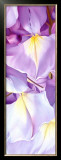 Wisteria II Art by Holzhaus Poelstra
