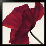Papaver II Art by Yvonne Poelstra-Holzhaus