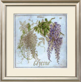 Glycine Posters by Vincent Jeannerot