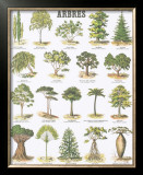 Trees Teaching Chart Posters by DEYROLLE 