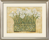 White Narcissus Art by Eva Misa