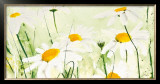 Margeriten Prints by Heidi Reil
