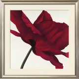 Papaver I Prints by Yvonne Poelstra-Holzhaus