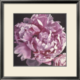 Peony I Posters by Elizabeth Hellman