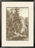 Sepia Noble Fir Posters by Ernst Heyn