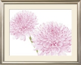 Dalhia in Bloom Posters by George Fossey