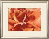 Full in Bloom II Print by Yvonne Poelstra Holzhaus