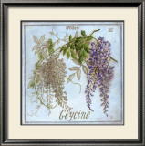 Glycine Posters by Vincent Jeannerot