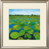 Waterlilies Prints by Alexander Hamawi