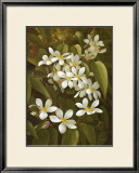 Clematis Posters by Fasani 