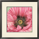 Pink Poppy Bloom Posters by Lynne Misiewicz