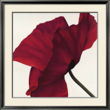 Papaver II Prints by Yvonne Poelstra-Holzhaus