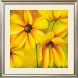 Yellow Sundancer Prints by Caroline Wenig