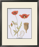 The Poppy Teaching Chart Posters by DEYROLLE 