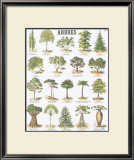 Trees Teaching Chart Print by DEYROLLE 