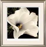 Hibiscus View Limited Edition Framed Print by Peterson 