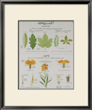 Plants and Leaves Teaching Chart Prints by DEYROLLE 