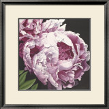 Peony II Prints by Elizabeth Hellman