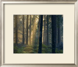 Forest of Light Prints by Henrik Lund