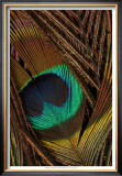 Peacock Feathers II Posters