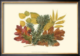 White Oak, Balsam Fir, and Yew Birch Prints by Denton 