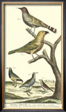 Bird Family II Prints by Martinet 