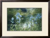 Blue Poppies Posters por Peter Ellenshaw Blue Poppies Posters por Peter Ellenshaw