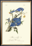 Blue Jays Posters by John James Audubon