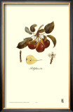 Pear, Bellifsime d'Ete Art by Francois Langlois