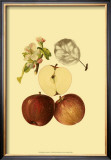 Ripe for Harvest IV Posters by Heinrich Pfeiffer