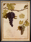 Cabernet Sauvignon Poster by Meg Page