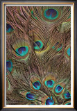 Peacock Feathers III Prints