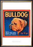 Bull Dog Prints