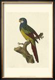 Crackled Antique Parrot IV Prints by George Shaw