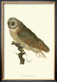 Owls IV Art by Nozeman 
