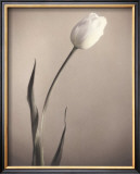 Tulip Posters by Laurie Eastwood
