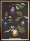 Plums Prints by George Brookshaw