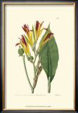 Antique Canna I Posters by Van Houtt 