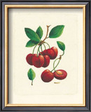 Cherries Prints by Linda Casey